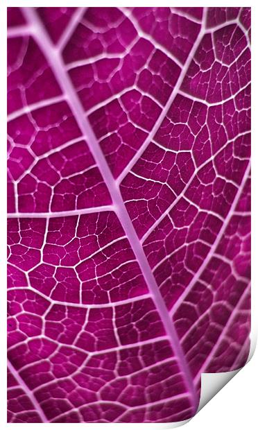 purple leaf Print by Heather Newton