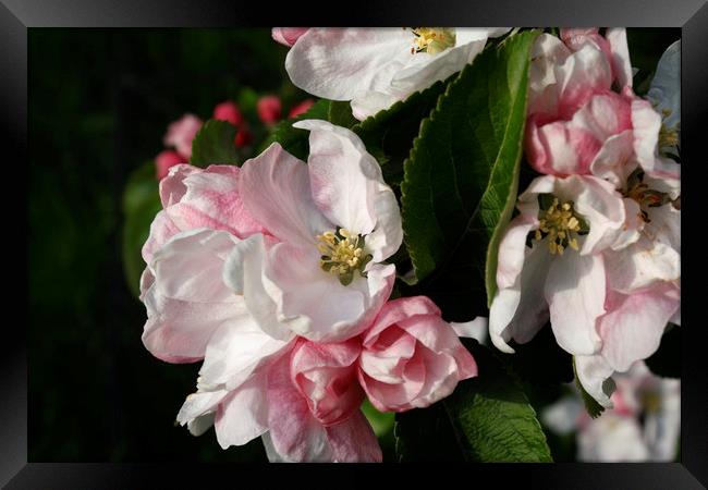 Apple Blossom Framed Print by Kevin Round