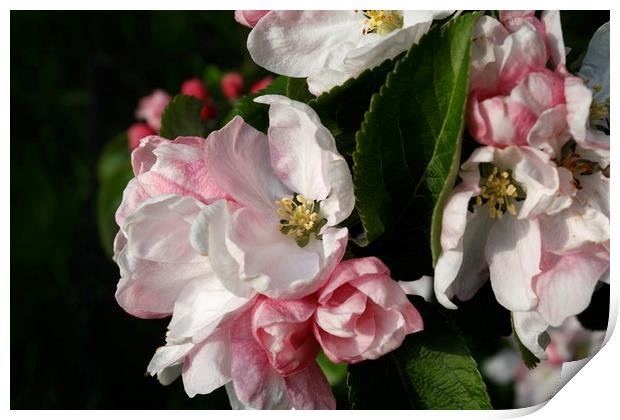 Apple Blossom Print by Kevin Round