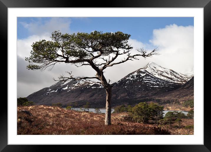  Glen Affric   Framed Mounted Print by Macrae Images