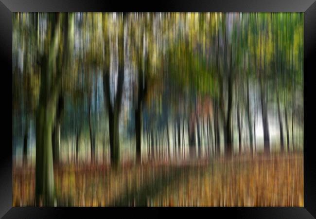 Woodland Blur Framed Print by Kevin Round
