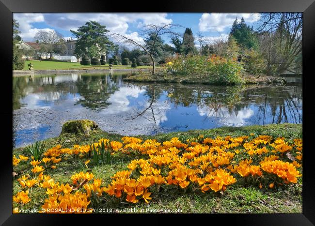 "Idyllic Afternoon at Thorp Perrow Arboretum" Framed Print by ROS RIDLEY