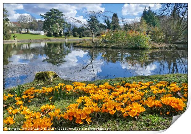 "Idyllic Afternoon at Thorp Perrow Arboretum" Print by ROS RIDLEY