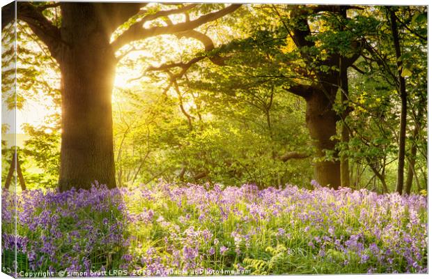 Bluebell wood with magical morning sunrise Canvas Print by Simon Bratt LRPS