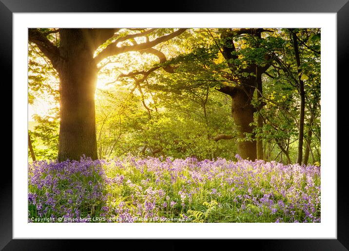 Bluebell wood with magical morning sunrise Framed Mounted Print by Simon Bratt LRPS