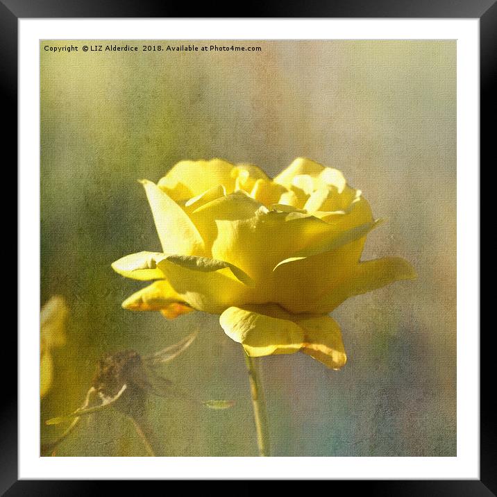 Yellow Rose Framed Mounted Print by LIZ Alderdice