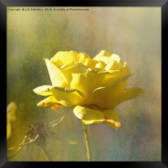 Yellow Rose Framed Print by LIZ Alderdice