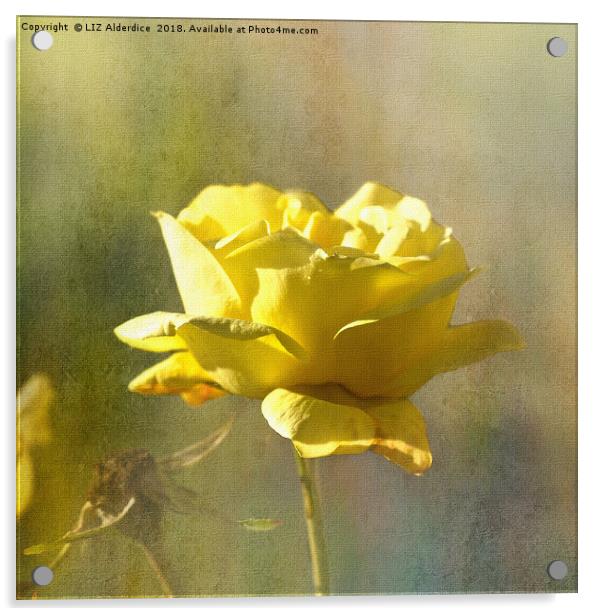 Yellow Rose Acrylic by LIZ Alderdice
