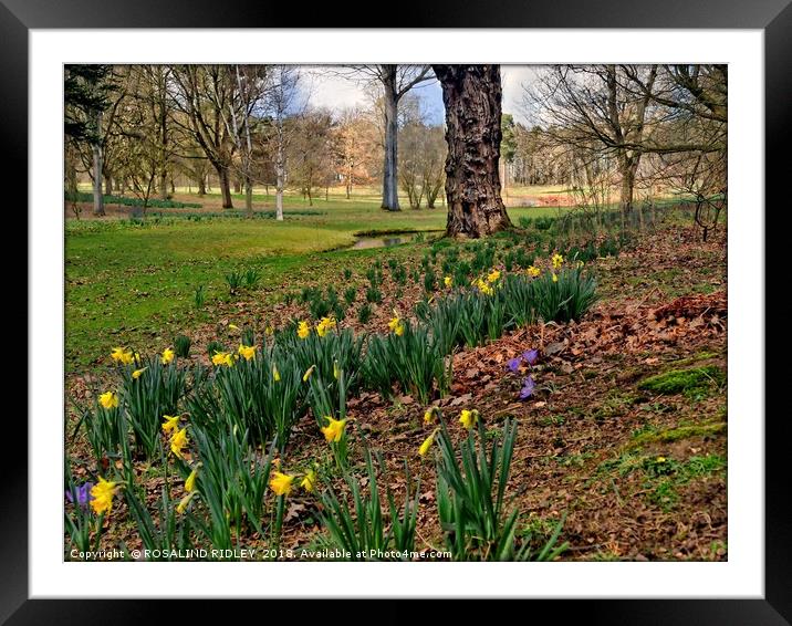 "Daffodils Thorp Perrow Woodland" Framed Mounted Print by ROS RIDLEY