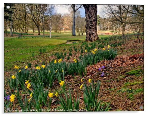 "Daffodils Thorp Perrow Woodland" Acrylic by ROS RIDLEY