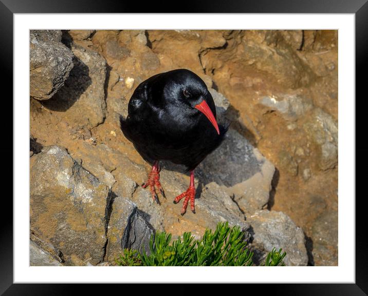 Chough at Stack Rocks, Pembrokeshire. Framed Mounted Print by Colin Allen
