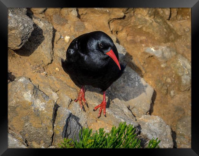 Chough at Stack Rocks, Pembrokeshire. Framed Print by Colin Allen