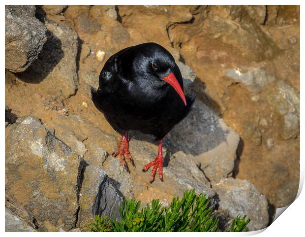 Chough at Stack Rocks, Pembrokeshire. Print by Colin Allen