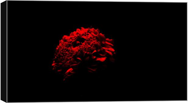 Red Marigold Canvas Print by Dinil Davis
