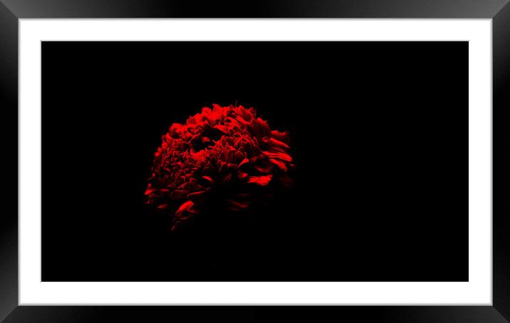 Red Marigold Framed Mounted Print by Dinil Davis