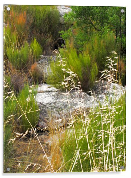 Extremaduran grasses Acrylic by Michael Ffontas