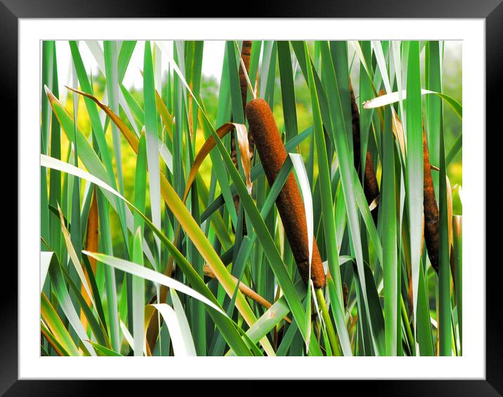 Bullrushes, Caen, France Framed Mounted Print by Michael Ffontas