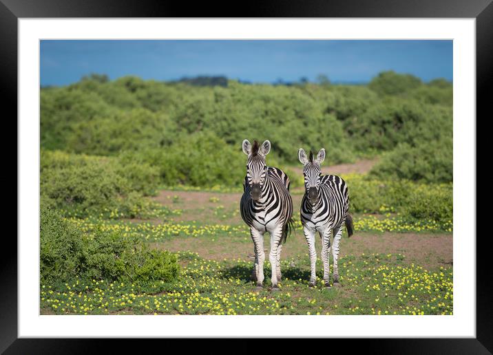 Zebras in bloom Framed Mounted Print by Villiers Steyn