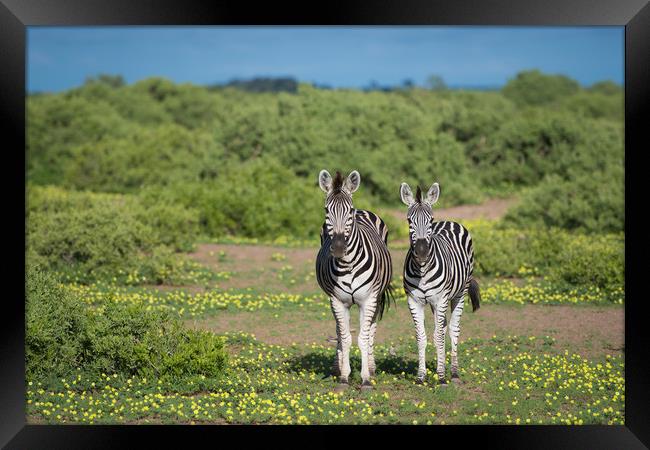 Zebras in bloom Framed Print by Villiers Steyn