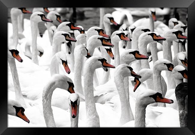 Swans Framed Print by Doug McRae