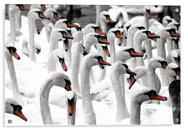 Swans Acrylic by Doug McRae