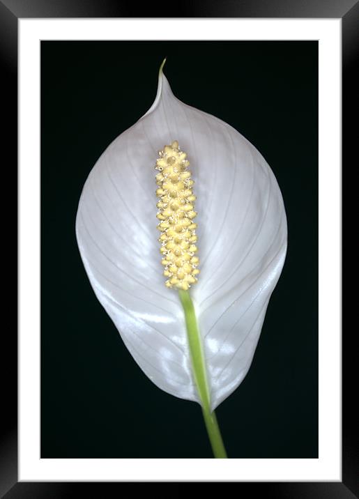 Peace Lily (Spathiphyllum) in flower. Framed Mounted Print by Chris Day