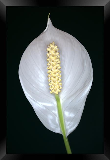 Peace Lily (Spathiphyllum) in flower. Framed Print by Chris Day