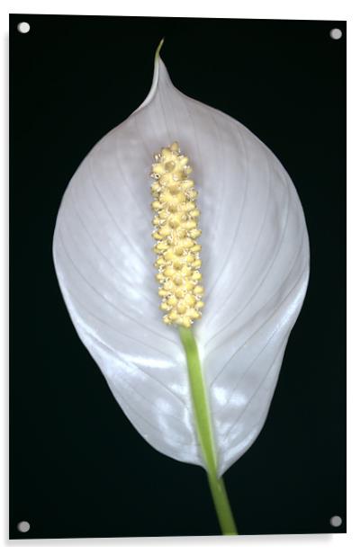 Peace Lily (Spathiphyllum) in flower. Acrylic by Chris Day
