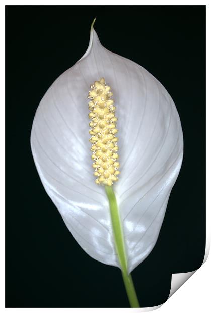 Peace Lily (Spathiphyllum) in flower. Print by Chris Day