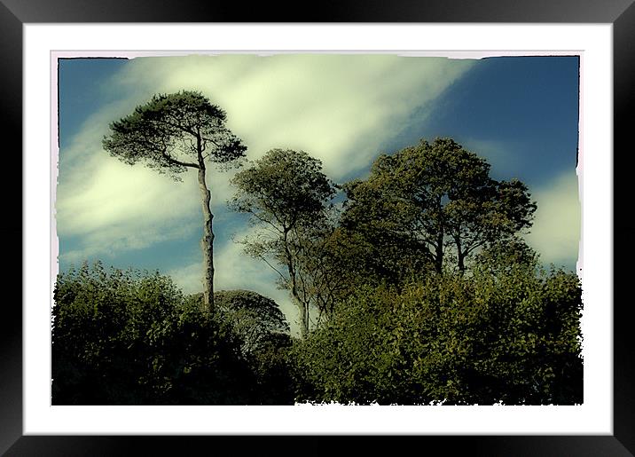 Tall Trees Framed Mounted Print by Stephen Maxwell