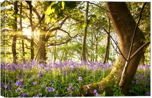 Bent tree in bluebell forest Canvas Print by Simon Bratt LRPS