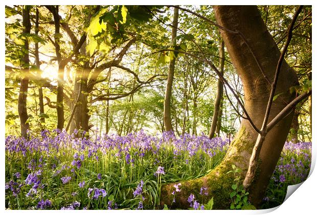 Bent tree in bluebell forest Print by Simon Bratt LRPS