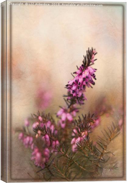 Scottish Heather Canvas Print by LIZ Alderdice