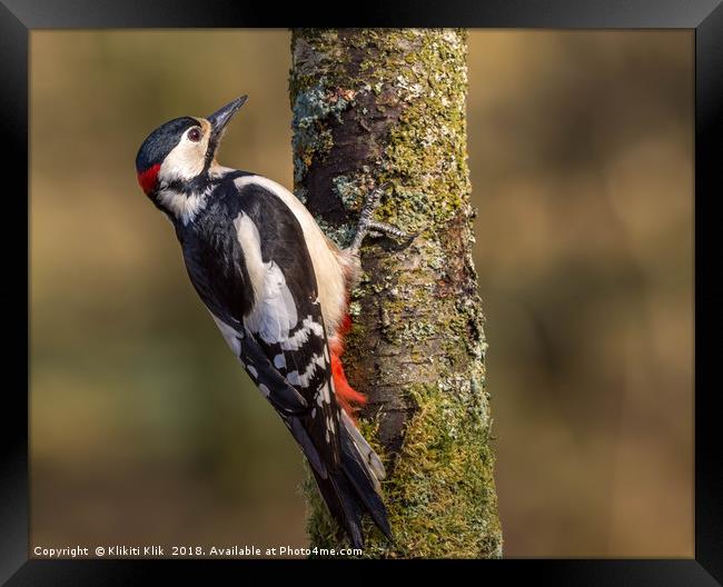 Great Spotted Woodpecker Framed Print by Angela H