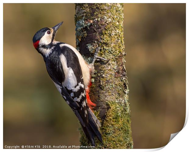Great Spotted Woodpecker Print by Angela H