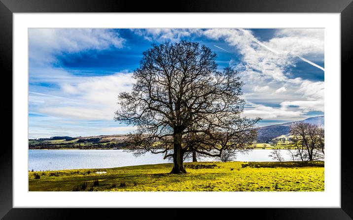 The lakeside tree Framed Mounted Print by Naylor's Photography