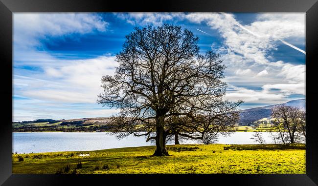 The lakeside tree Framed Print by Naylor's Photography