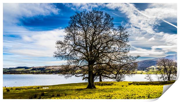 The lakeside tree Print by Naylor's Photography