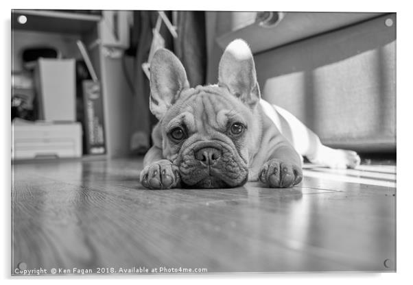 Mylo the French Bulldog Acrylic by Ken Fagan