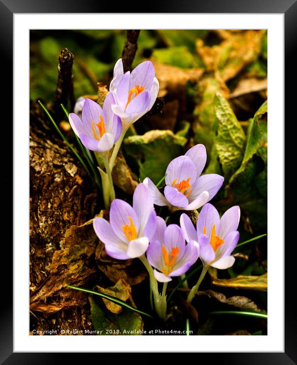 Woodland Crocus Framed Mounted Print by Robert Murray