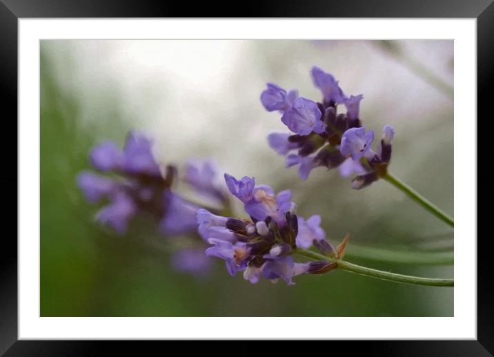 Lavender sprig Framed Mounted Print by David Neighbour