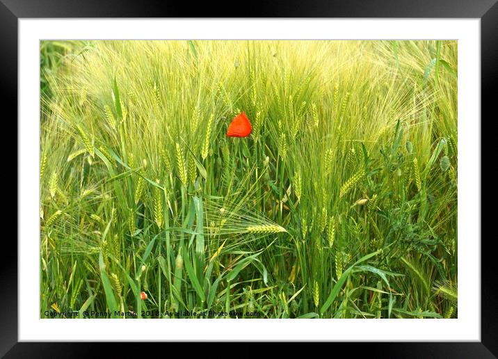 Lonely Red Poppy Framed Mounted Print by Penny Martin