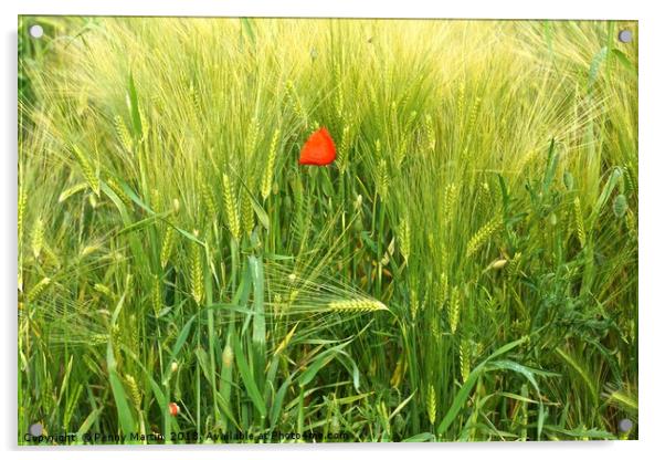 Lonely Red Poppy Acrylic by Penny Martin
