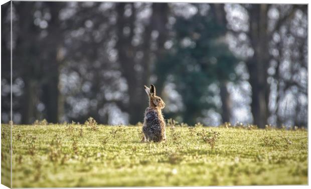 An elderly hare basking in the sunshine.  Canvas Print by Gary Pearson