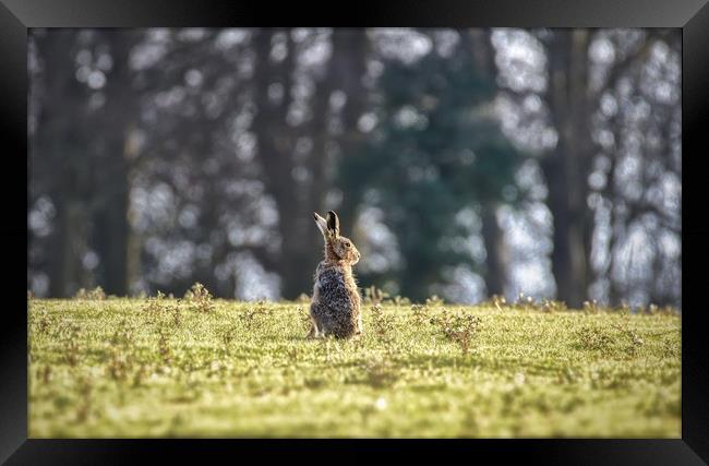 An elderly hare basking in the sunshine.  Framed Print by Gary Pearson