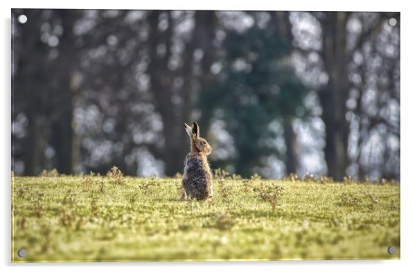 An elderly hare basking in the sunshine.  Acrylic by Gary Pearson