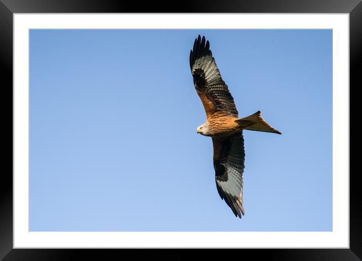 A red kite in search of a meal Framed Mounted Print by Gary Pearson