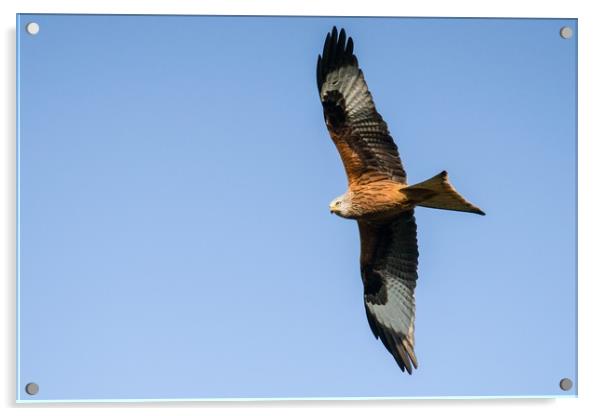 A red kite in search of a meal Acrylic by Gary Pearson