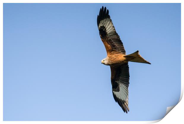 A red kite in search of a meal Print by Gary Pearson