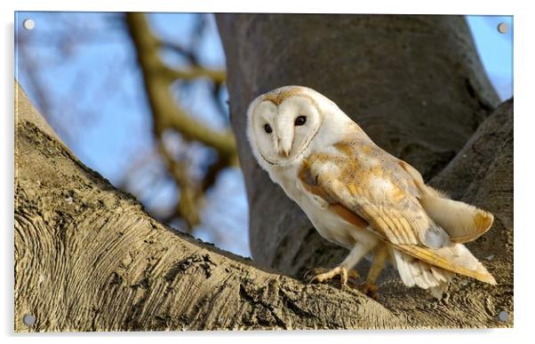 Barn owl surveying the countryside  Acrylic by Gary Pearson